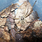 Araña marrón (Brown Huntsman spider)
