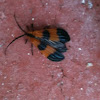 Banded Netwing Beetle