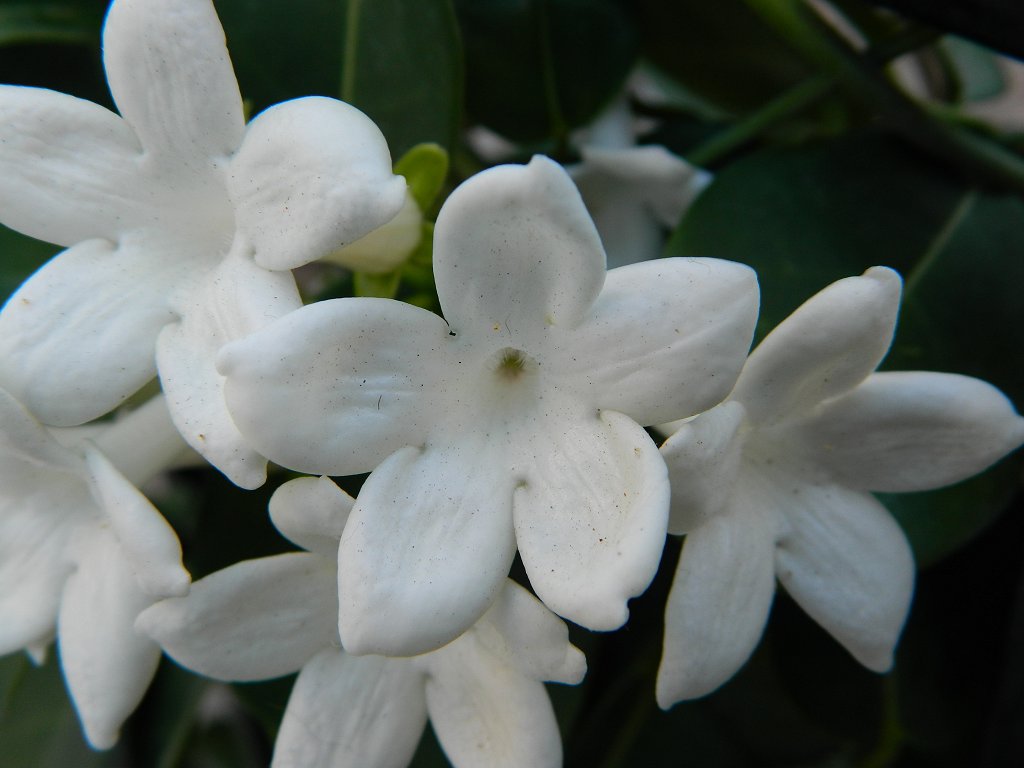 Madagascar jasmine (Στεφανωτίς η πολυανθής)
