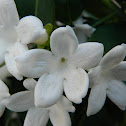 Madagascar jasmine (Στεφανωτίς η πολυανθής)