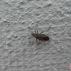 Western Box Elder Bug or Maple Bug