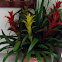 Bromeliad