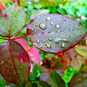 Magic raindrops by Gordana Cajner - Nature Up Close Natural Waterdrops