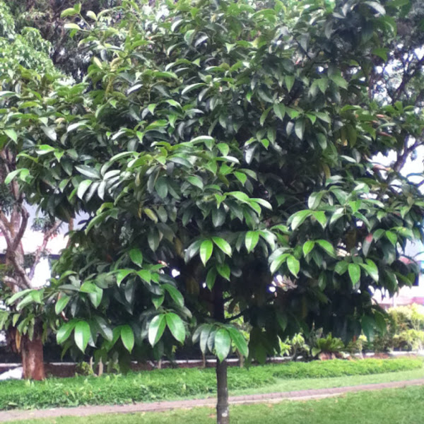 Mangosteen tree Project Noah