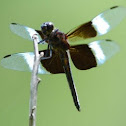 Widow Skimmer