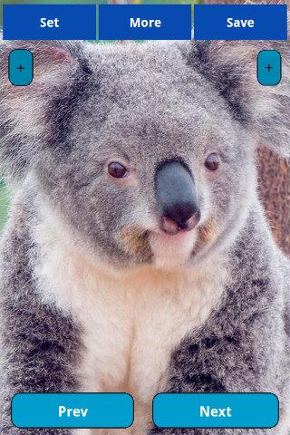 Koala Wallpapers