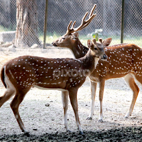 by Deep Chanda - Animals Other Mammals