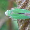 Sharpshooter Leafhopper  Cicadellinae