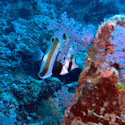Two-eyed coralfish