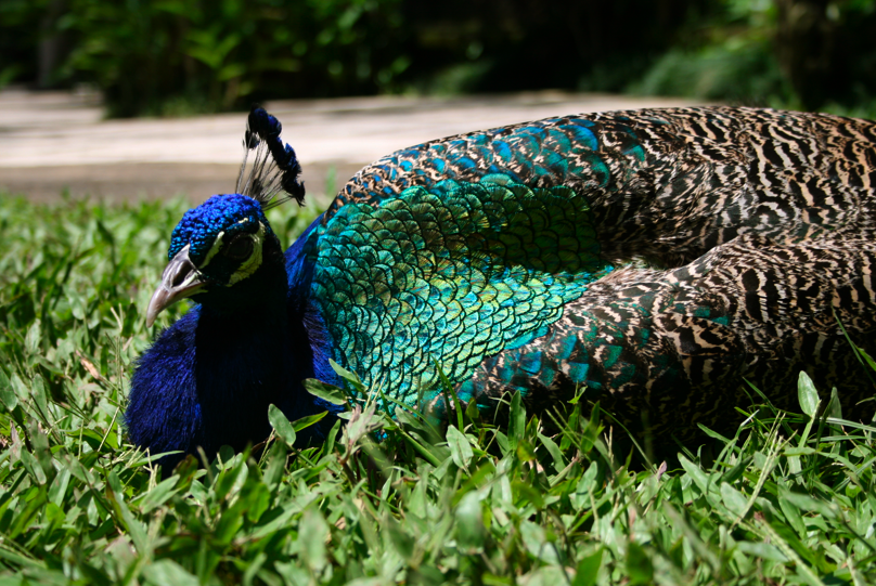 peacock