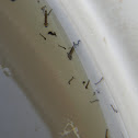 Mosquito Larvae 