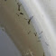 Mosquito Larvae 