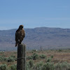 Dark Morph Swainson's Hawk