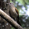 Pale-breasted Thrush, Sabiá-barranco(Brazil)
