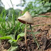 White Dunce Cap Mushroom
