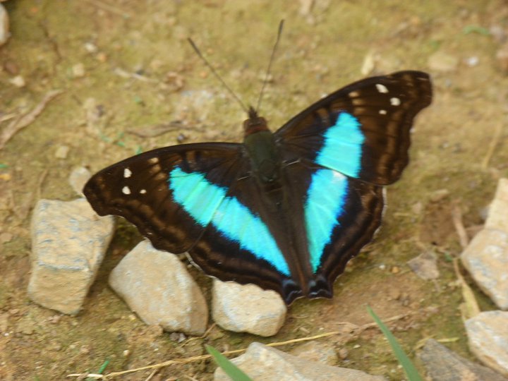 Turquoise Emperor (male)
