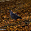 Eurasian Collared Dove