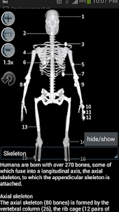 Anatomy Bones and Muscles - screenshot thumbnail