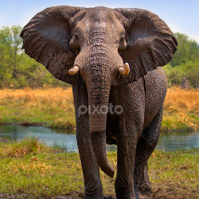 Alert elephant ready to charge by Marjorie Speiser - Animals Other Mammals