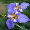 Brazilian iris