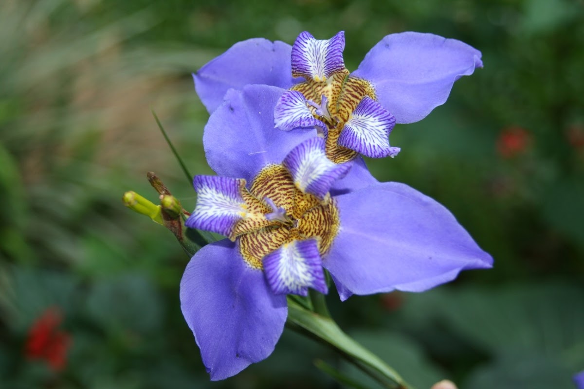 Brazilian iris