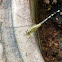 Ground Skimmer (female)