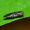 Buprestid Beetle