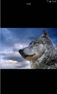 How to install Wallpapers Animals Series 1 1.0 unlimited apk for laptop