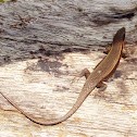 Red Throated Skink