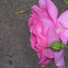 Hundred Petaled Rose