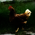 Chicken Sound Effects logo