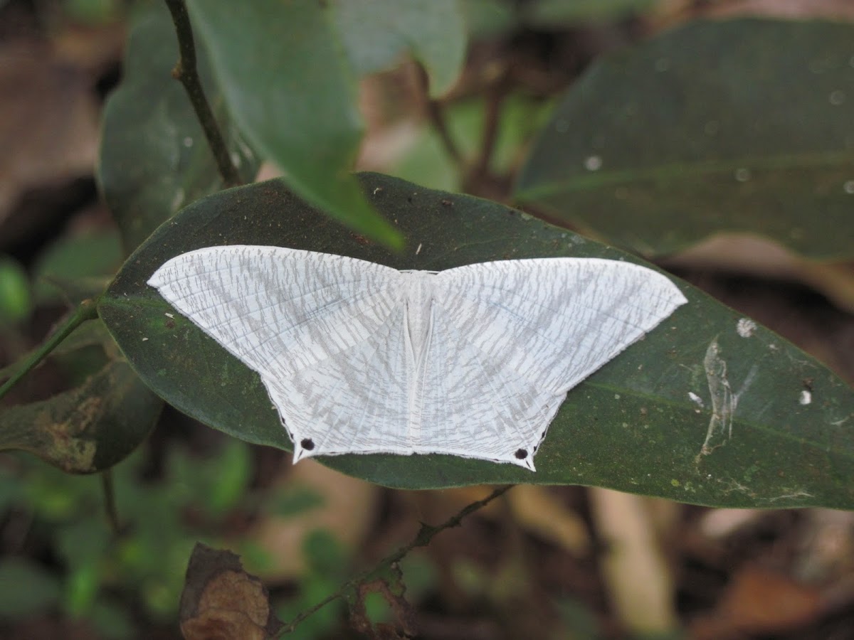 Geometric moth