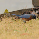 Eastern Bluebird (male #3)