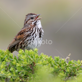Song Sparrow by Terry Sohl - Animals Birds