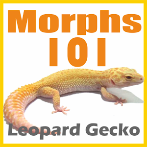 Gecko breeding game online