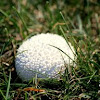 common puffball(young)
