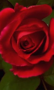 How to download Rose Live wallpaper 2.0 apk for pc