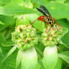 Jamaican Digger Wasp