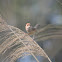 粉紅鸚嘴 / Vinous-throated Parrotbill