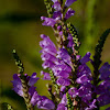 Obedient Plant