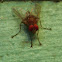 Red-eye fly