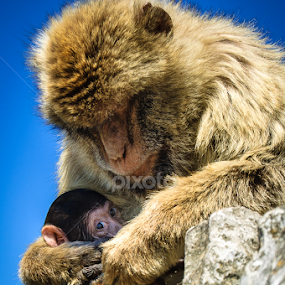 Sneak Peak by RaeLynn Petrovich - Animals Other Mammals