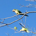 Monk Parakeet/Quaker Parrot