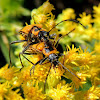 Goldenrod soldier beetle