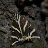 Jersey Tiger or Écaille chinéesis