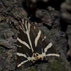 Jersey Tiger or Écaille chinéesis