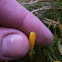 Yellow Spindle?