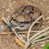 Eurasian stone-curlew (baby)