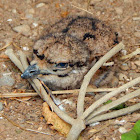 Eurasian stone-curlew (baby)