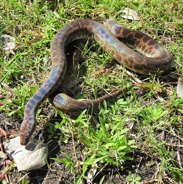 Spotted Python | Project Noah